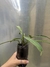 Philodendron alternans na internet
