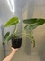 Philodendron cordatum - comprar online