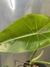 Philodendron cordatum na internet