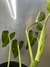 Philodendron cordatum - Conta Gota
