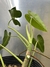 Philodendron cordatum - loja online