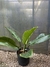 Philodendron pulchrum - comprar online