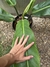 Philodendron pulchrum - Conta Gota