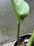 Philodendron pulchrum - loja online