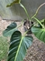 Imagem do Philodendron Subhastatum