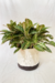 Aglaonema 'big papa' na internet