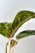 Aglaonema 'big papa' - comprar online