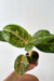 Aglaonema 'big papa'