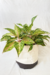 Aglaonema 'Butterfly'