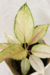 Aglaonema Frozen - comprar online