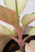 Aglaonema Frozen na internet