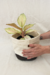 Aglaonema Frozen - Conta Gota