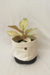 Aglaonema Frozen