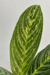 Aglaonema Nitidum 'Green Sun' | 'Hypnotica Alba' - comprar online