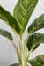 Aglaonema Nitidum 'Green Sun' | 'Hypnotica Alba'