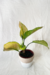 Aglaonema 'heng heng'