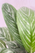 Imagem do Aglaonema nitidum f. curtsii | "Hypnotica"