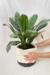 Aglaonema nitidum f. curtsii | "Hypnotica" - comprar online