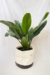 Aglaonema nitidum f. curtsii | "Hypnotica" - loja online