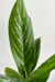 Aglaonema nitidum f. curtsii | "Hypnotica"