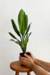 Aglaonema nitidum f. curtsii | "Hypnotica" - Conta Gota
