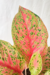 Aglaonema Kwaksup - comprar online
