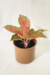 Aglaonema Kwaksup na internet