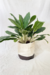 Aglaonema 'White Edge' - Conta Gota