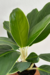 Aglaonema 'White Edge'