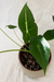 Alocasia Frydek - comprar online
