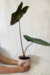 Alocasia Longiloba - Conta Gota