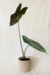 Alocasia Longiloba