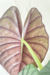 Alocasia Nebula 'Imperialis' - loja online