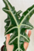 Alocasia Nobilis - comprar online