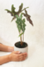 Alocasia Nobilis - Conta Gota