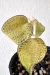 Anoectochilus sp. (híbrido)