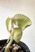 Anoectochilus sp. (híbrido) - comprar online
