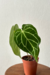 Anthurium crystallinum - comprar online