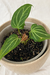 Anthurium X 'Delta' - comprar online