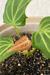 Anthurium X 'Delta' na internet