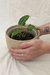 Anthurium X 'Delta' - Conta Gota