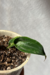 Anthurium 'Electric Spoon' - comprar online