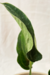 Anthurium 'Electric Spoon' - comprar online