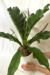 Anthurium Hookeri - loja online