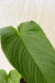 Anthurium Intactum cf. - comprar online