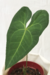 Anthurium Marcusianum - comprar online