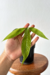 Anthurium moonenii - comprar online