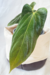 Anthurium Papillilaminum - comprar online