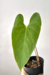 Anthurium sp. "Sanguineum"