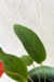 Anthurium scherzerianum - comprar online